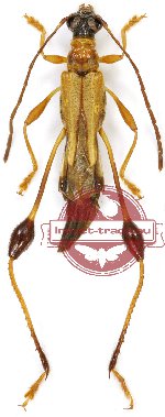 Merionoeda micans Holzschuh, 2008