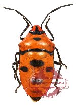 Eucorysses grandis (A-)