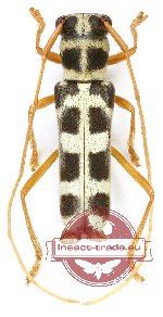 Menesia pulchella Pascoe