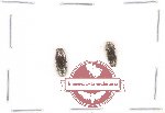 Coraebus quadriundulatus (2 pcs)