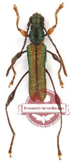 Epianthe viridis (A2)