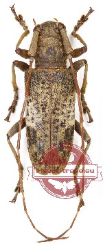 Nephelotus conspersus