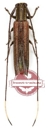 Nyctimenius varicornis F., 1801