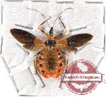 Eulyes amoenus (SPREAD)