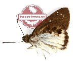 Tagiades trebellius vella