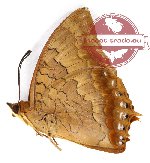 Charaxes bernardus enganicus (A2)