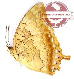 Charaxes bernardus enganicus (A-)