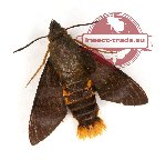 Macroglossum corytus fulvicaudata (A-)