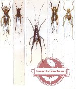 Scientific lot no. 9 Orthoptera (5 pcs A-, A2)