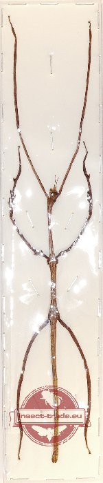 Phasmidae sp. 58 (A-) (Ramulus sp.)