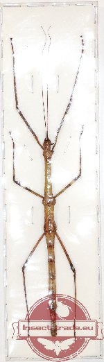 Myronides pfeifferae