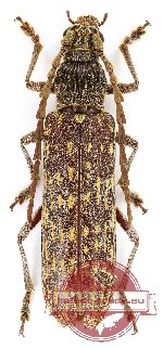 Rhytidodera bowringi