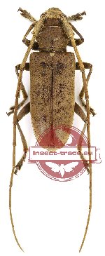 Acalolepta fulvoscutellata