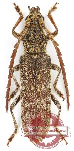 Rhytidodera simulans