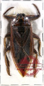 Lethocerus sp. 1