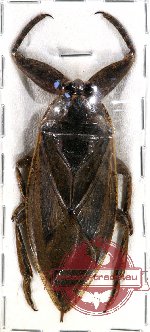 Lethocerus sp. 2