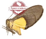 Lobocrasperda coeruleostriga (A2)