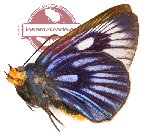 Burara imperialis imperialis (A2)