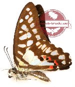 Graphium evemon eventus (A-)