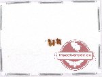 Laemophloeidae Scientific lot no. 7 (4 pcs)