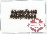 Elmidae sc. lot no. 12 (20 pcs)