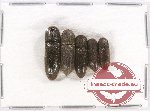 Scientific lot no. 55 Eucnemidae (5 pcs)