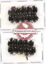 Scientific lot no. 65 Histeridae (20 pcs)