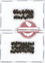 Scientific lot no. 22 Cetoniinae (Valgini spp.) (46 pcs)