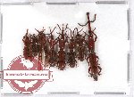 Scientific lot no. 45 Brenthidae (10 pcs)