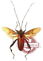 Myctini sp. 1 (A-) (SPREAD)