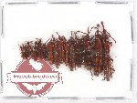 Scientific lot no. 44 Brenthidae (15 pcs)