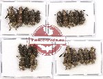 Scientific lot no. 62 Anthribidae (22 pcs - 5 pcs A2)