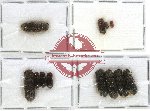 Bostrichidae Scientific lot no. 12 (12 pcs)