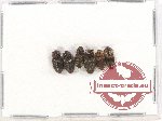 Scientific lot no. 71 Elateridae (6 pcs)