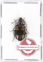 Lebiinae sp. 12