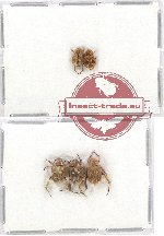 Scientific lot no. 49 Hopliinae (5 pcs)