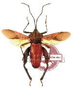 Mictis sp. 1 (SPREAD)