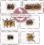 Scientific lot no. 188 Chrysomelidae (Cryptocephalini) (16 pcs)