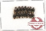 Gyrinidae Scientific lot no. 11 (15 pcs)