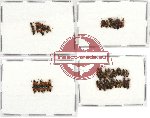 Scientific lot no. 68 Staphylinidae (42 pcs)