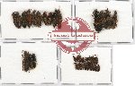 Scientific lot no. 67 Staphylinidae (37 pcs)