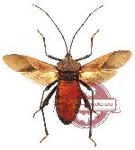 Mictis sp. 1 (SPREAD)