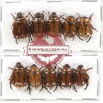 Scientific lot no. 131 Rutelinae (10 pcs)