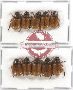 Scientific lot no. 130 Rutelinae (Adoretini) (10 pcs)