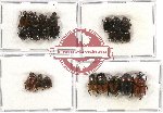 Scientific lot no. 372 Coprophaga (20 pcs A2)