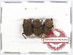 Scientific lot no. 374 Coprophaga (3 pcs A2)