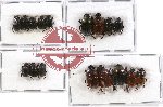 Scientific lot no. 373 Coprophaga (17 pcs A2)