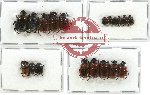 Scientific lot no. 376 Coprophaga (19 pcs)