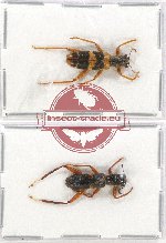 Scientific lot no. 53 Cleridae (2 pcs)