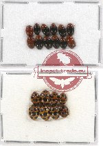 Scientific lot no. 34 Erotylidae (20 pcs)